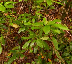 Rhododendron ponticum