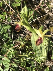 Ophrys sphegodes sphegodes