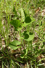 Aristolochia pallida