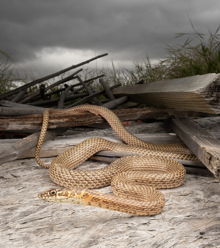 Desert Coachwhip, San Luis Obispo County, US-CA, US, photo 8 of 10