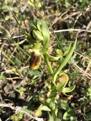 Ophrys sphegodes sphegodes