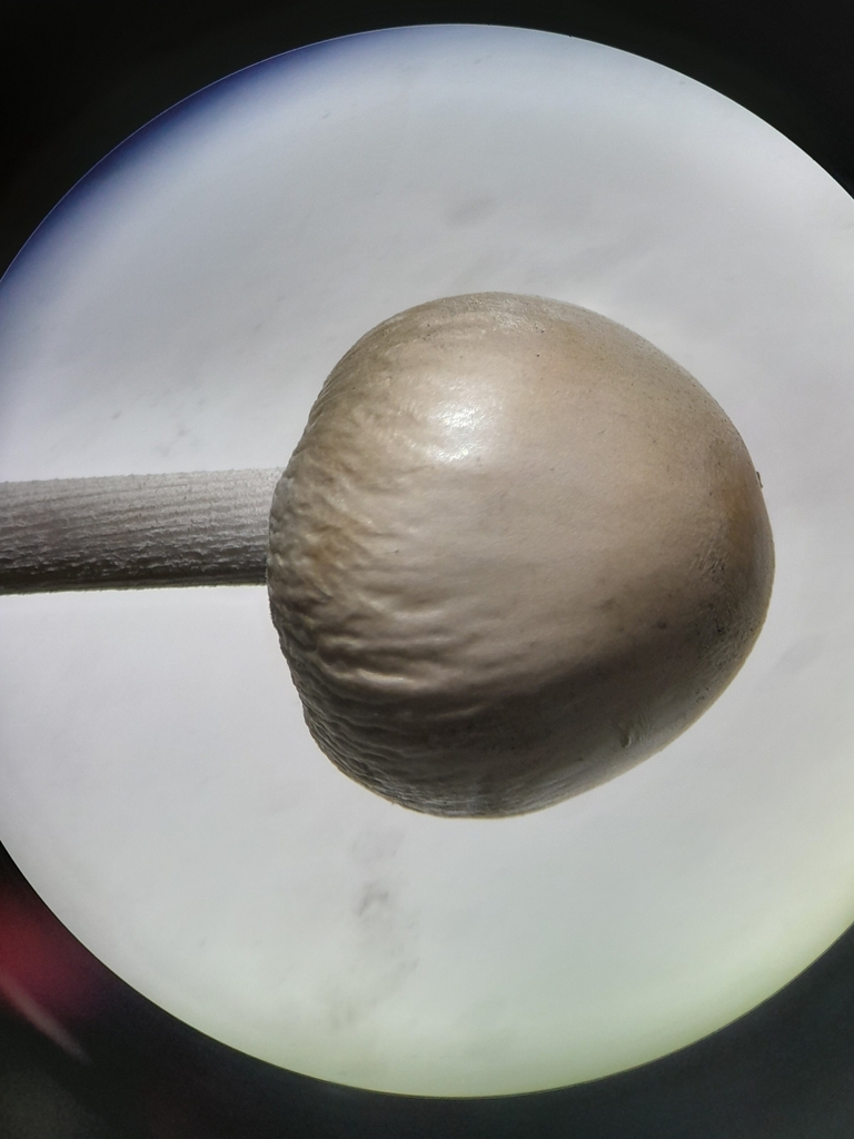 Panaeolus antillarum · April 2024 · photo: © ana_ads (iNaturalist, cc-by)