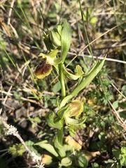 Ophrys sphegodes sphegodes