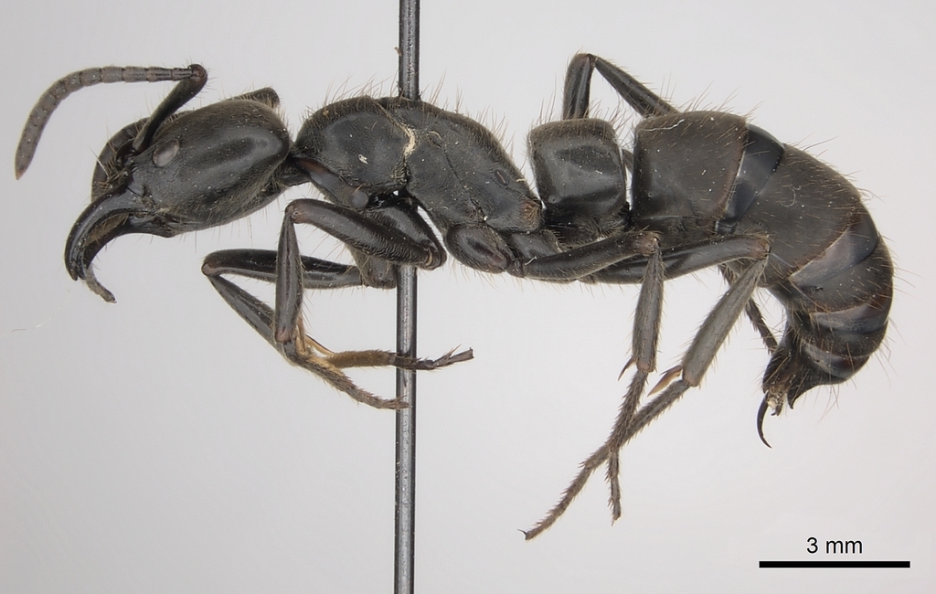 Pachycondyla crassinoda