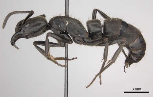 Pachycondyla crassinoda
