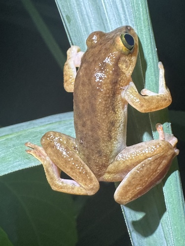 Greshoff's Wax Frog