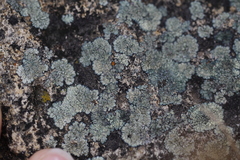 Lobothallia alphoplaca