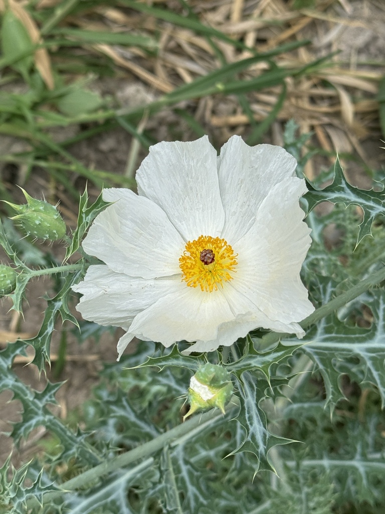 Argemone grandiflora