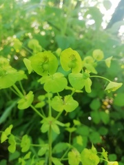 Euphorbia esula