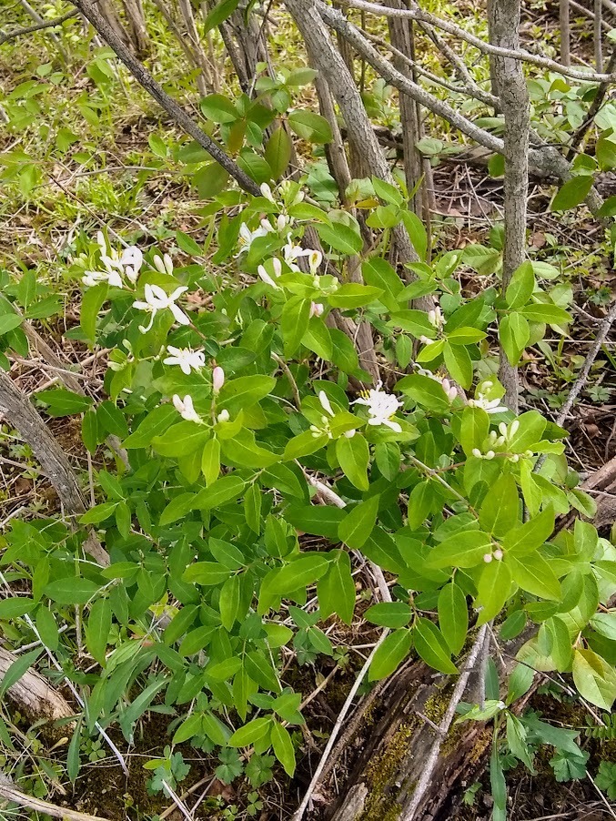 Tatarian honeysuckle from Redbird Farms WMA on April 29, 2024 at 04:22 ...