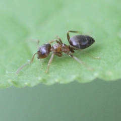 Lasius brunneus