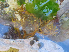 Bifurcariopsis capensis