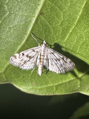 Parapoynx plumbefusalis