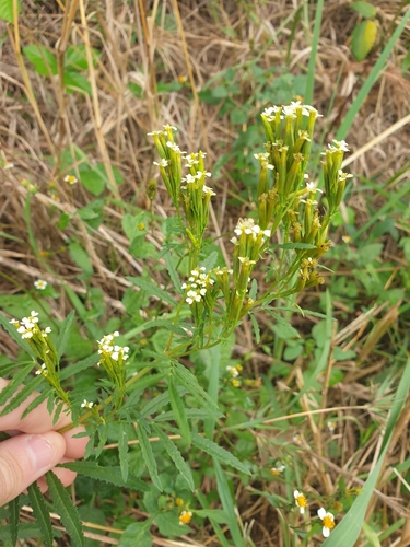 Tagetes minuta observed 2024-05-02