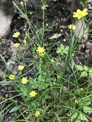 Ranunculus laxicaulis