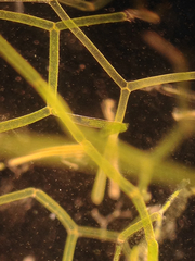 Hydrodictyon reticulatum