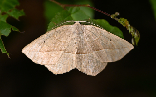 Confused Eusarca Moth photo 6