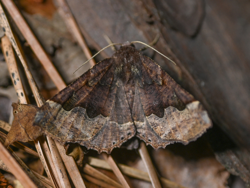Hübner's Pero Moth photo 5