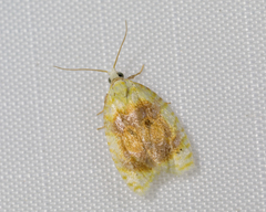 Lepidoptera