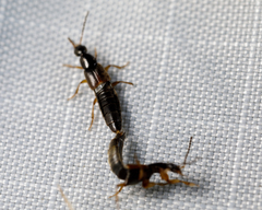 Coleoptera
