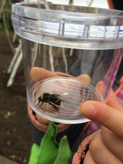 Bombus fervidus