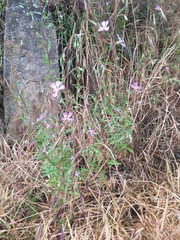 Clarkia delicata