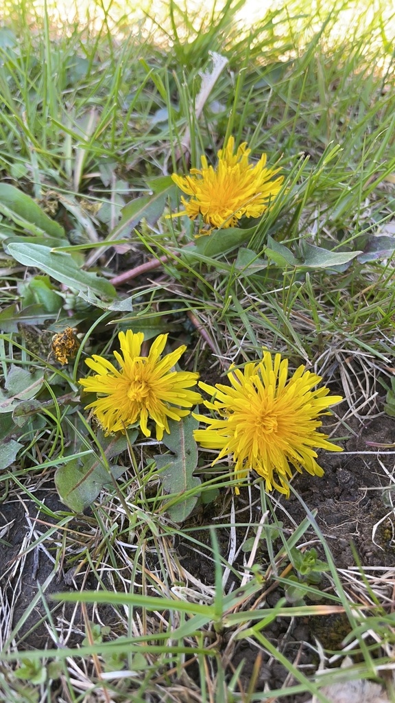 common dandelion from SUNY Geneseo, Geneseo, NY, US on April 25, 2024 ...