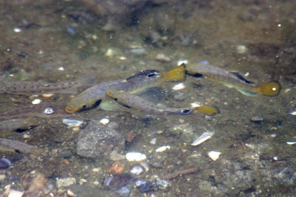 Killifish (Fundulus majalis) — Fundulidae