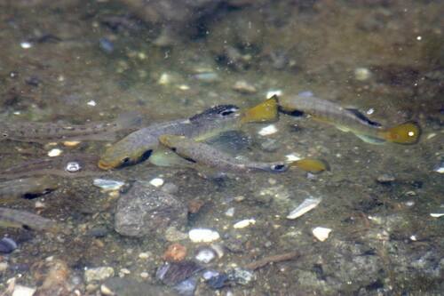 Killifish (Fundulus majalis) — Fundulidae