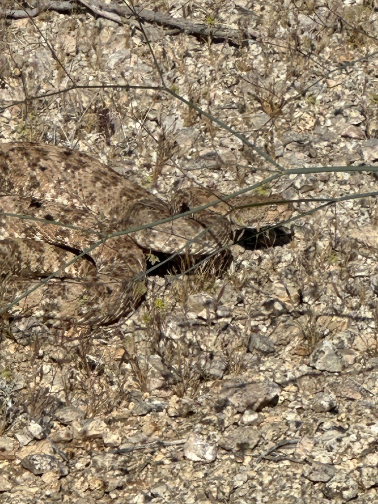 Southwestern Speckled Rattlesnake from Joshua Tree National Park ...