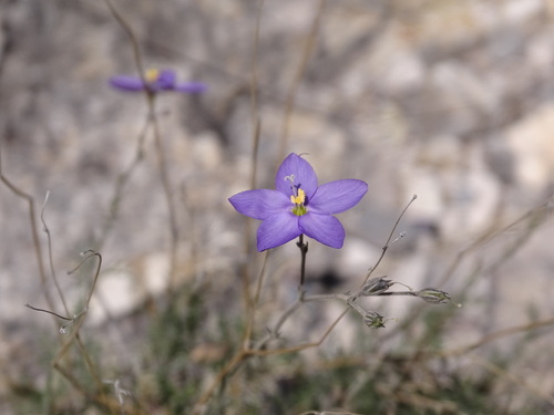 Image of Giliastrum stewartii by (c) Ulises Pinedo, some rights reserved (CC BY)