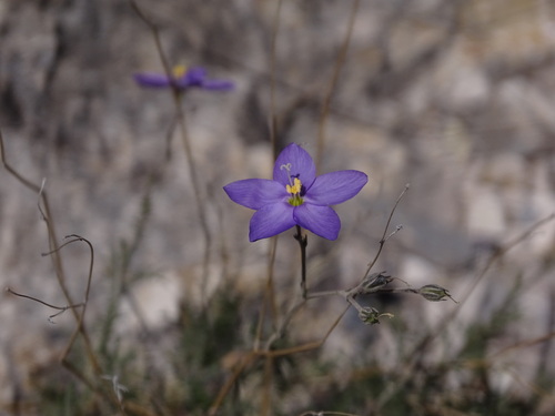 Image of Giliastrum stewartii by (c) Ulises Pinedo, some rights reserved (CC BY)