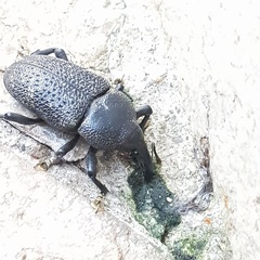 Homalinotus