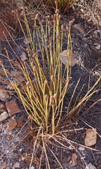 Nevillea obtusissima