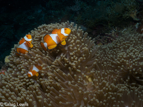 Ocellaris Anemonefish — seen at this dive site