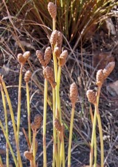 Nevillea obtusissima