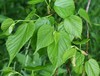 Red Mulberry - Photo (c) kwillard, some rights reserved (CC BY-NC), uploaded by kwillard
