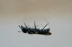 Chelostoma florisomne