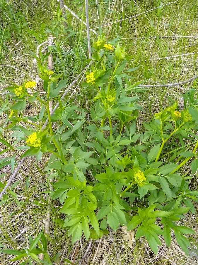 golden Alexanders from Redbird Farms WMA on April 29, 2024 at 04:31 PM ...