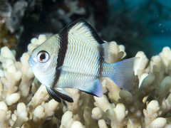 Reticulate Dascyllus photo 5