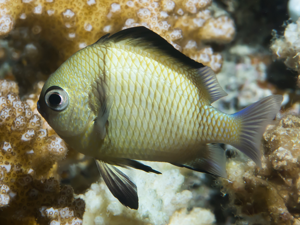 Reticulate dascyllus