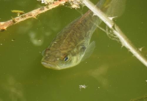 Sacramento perch (Archoplites interruptus) — Centrarchidae — 4