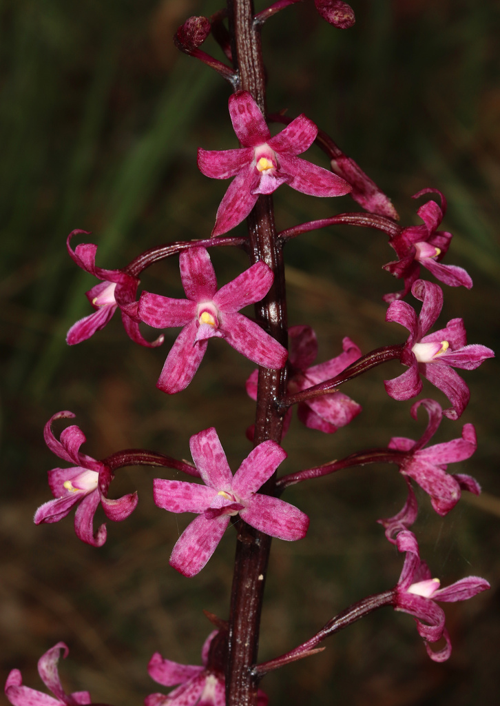 Dipodium atropurpureum