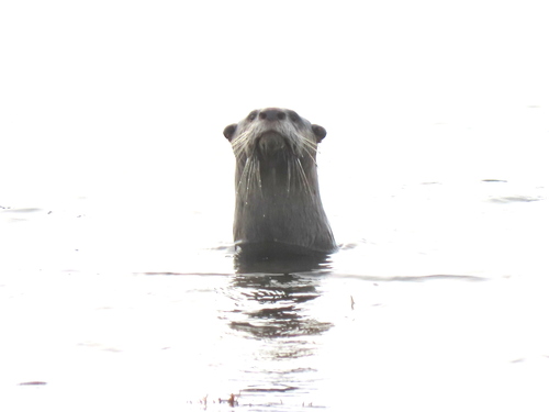 African Clawless Otter, Unnamed Road, Cape Peninsula, Cape Town, South Africa, photo 8 of 10