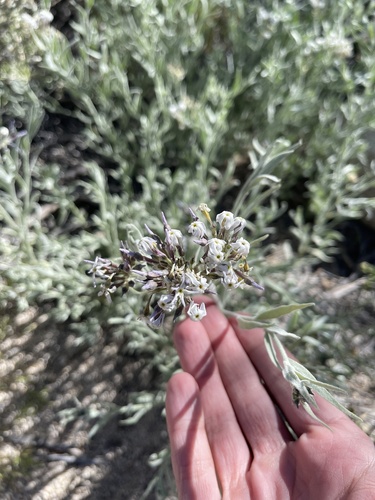 Woolly bluestar (Amsonia tomentosa)