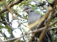 Streptopelia lugens