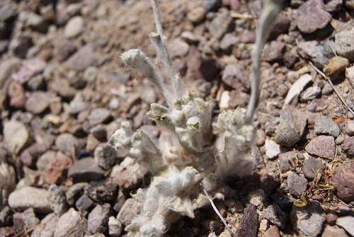 spring rabbit tobacco