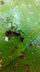 Camponotus chartifex