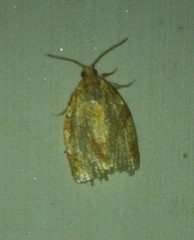 Adoxophyes negundana