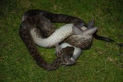 Madagascarophis colubrinus